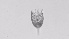 ( - ZOOPS_0505)  @11 [ ] BY-NC-ND (2019) Joe Connolly Cornell University