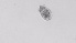  ( - ZOOPS_0527)  @11 [ ] BY-NC-ND (2019) Joe Connolly Cornell University