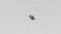  ( - ZOOPS_0528)  @11 [ ] BY-NC-ND (2019) Joe Connolly Cornell University