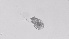  ( - ZOOPS_0528)  @11 [ ] BY-NC-ND (2019) Joe Connolly Cornell University