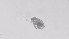  ( - ZOOPS_0528)  @11 [ ] BY-NC-ND (2019) Joe Connolly Cornell University