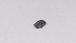  ( - ZOOPS_0536)  @11 [ ] BY-NC-ND (2019) Joe Connolly Cornell University