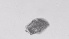  ( - ZOOPS_0536)  @11 [ ] BY-NC-ND (2019) Joe Connolly Cornell University