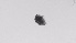  ( - ZOOPS_0538)  @11 [ ] BY-NC-ND (2019) Joe Connolly Cornell University