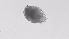  ( - ZOOPS_0538)  @11 [ ] BY-NC-ND (2019) Joe Connolly Cornell University