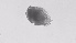  ( - ZOOPS_0538)  @11 [ ] BY-NC-ND (2019) Joe Connolly Cornell University