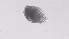  ( - ZOOPS_0538)  @11 [ ] BY-NC-ND (2019) Joe Connolly Cornell University