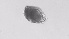 ( - ZOOPS_0538)  @11 [ ] BY-NC-ND (2019) Joe Connolly Cornell University