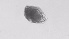 ( - ZOOPS_0538)  @11 [ ] BY-NC-ND (2019) Joe Connolly Cornell University