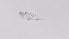  (Trichocerca similis - ZOOPS_0551)  @11 [ ] BY-NC-ND (2019) Joe Connolly Cornell University