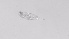  ( - ZOOPS_0551)  @11 [ ] BY-NC-ND (2019) Joe Connolly Cornell University