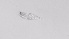  ( - ZOOPS_0551)  @11 [ ] BY-NC-ND (2019) Joe Connolly Cornell University