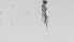  (Trichocerca cylindrica - ZOOPS_0556)  @11 [ ] BY-NC-ND (2019) Joe Connolly Cornell University