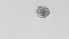  ( - ZOOPS_0567)  @11 [ ] BY-NC-ND (2019) Joe Connolly Cornell University