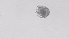  ( - ZOOPS_0567)  @11 [ ] BY-NC-ND (2019) Joe Connolly Cornell University