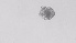  ( - ZOOPS_0567)  @11 [ ] BY-NC-ND (2019) Joe Connolly Cornell University