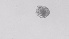  ( - ZOOPS_0567)  @11 [ ] BY-NC-ND (2019) Joe Connolly Cornell University