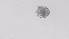  ( - ZOOPS_0567)  @11 [ ] BY-NC-ND (2019) Joe Connolly Cornell University