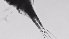  ( - ZOOPS_0581)  @11 [ ] BY-NC-ND (2019) Joe Connolly Cornell University