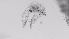  ( - ZOOPS_0581)  @11 [ ] BY-NC-ND (2019) Joe Connolly Cornell University