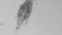 (Diacyclops nanus - ZOOPS_0586)  @11 [ ] BY-NC-ND (2019) Joe Connolly Cornell University