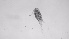  ( - ZOOPS_0606)  @11 [ ] BY-NC-ND (2019) Joe Connolly Cornell University