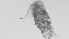  ( - ZOOPS_0606)  @11 [ ] BY-NC-ND (2019) Joe Connolly Cornell University