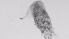  ( - ZOOPS_0606)  @11 [ ] BY-NC-ND (2019) Joe Connolly Cornell University