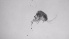  ( - ZOOPS_0611)  @11 [ ] BY-NC-ND (2019) Joe Connolly Cornell University