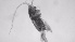  ( - ZOOPS_0635)  @11 [ ] BY-NC-ND (2019) Joe Connolly Cornell University