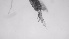  ( - ZOOPS_0635)  @11 [ ] BY-NC-ND (2019) Joe Connolly Cornell University