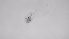  ( - ZOOPS_0654)  @11 [ ] BY-NC-ND (2019) Joe Connolly Cornell University