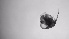  ( - ZOOPS_0716)  @11 [ ] BY-NC-ND (2019) Joe Connolly Cornell University