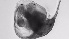  ( - ZOOPS_0716)  @11 [ ] BY-NC-ND (2019) Joe Connolly Cornell University