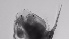  ( - ZOOPS_0716)  @11 [ ] BY-NC-ND (2019) Joe Connolly Cornell University