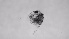  ( - ZOOPS_0719)  @11 [ ] BY-NC-ND (2019) Joe Connolly Cornell University