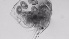  ( - ZOOPS_0719)  @11 [ ] BY-NC-ND (2019) Joe Connolly Cornell University