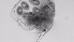  ( - ZOOPS_0719)  @11 [ ] BY-NC-ND (2019) Joe Connolly Cornell University