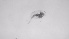  ( - ZOOPS_0726)  @11 [ ] BY-NC-ND (2019) Joe Connolly Cornell University
