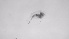  ( - ZOOPS_0726)  @11 [ ] BY-NC-ND (2019) Joe Connolly Cornell University