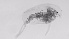  ( - ZOOPS_0726)  @11 [ ] BY-NC-ND (2019) Joe Connolly Cornell University