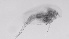  ( - ZOOPS_0726)  @11 [ ] BY-NC-ND (2019) Joe Connolly Cornell University
