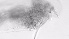  ( - ZOOPS_0726)  @11 [ ] BY-NC-ND (2019) Joe Connolly Cornell University