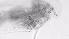  ( - ZOOPS_0726)  @11 [ ] BY-NC-ND (2019) Joe Connolly Cornell University