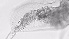  ( - ZOOPS_0726)  @11 [ ] BY-NC-ND (2019) Joe Connolly Cornell University