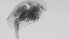  ( - ZOOPS_0727)  @11 [ ] BY-NC-ND (2019) Joe Connolly Cornell University