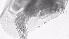  ( - ZOOPS_0727)  @11 [ ] BY-NC-ND (2019) Joe Connolly Cornell University