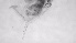  ( - ZOOPS_0730)  @11 [ ] BY-NC-ND (2019) Joe Connolly Cornell University