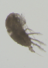  ( - GoN_RefLab_Zoo_Euchirella_rostrata)  @11 [ ] by-nc-nd (2022) Iole di Capua Stazione Zoologica A. Dohrn