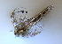  (Artemia salina - BIOUG01218 E12 Brine shrimp)  @11 [ ] Copyright (2014) Peter J. Bryant University of California, Irvine